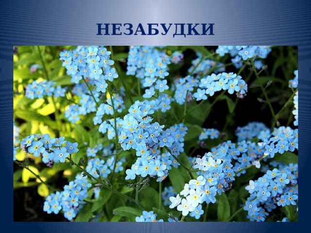 НЕЗАБУДКИ 