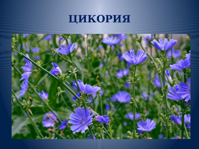 ЦИКОРИЯ 
