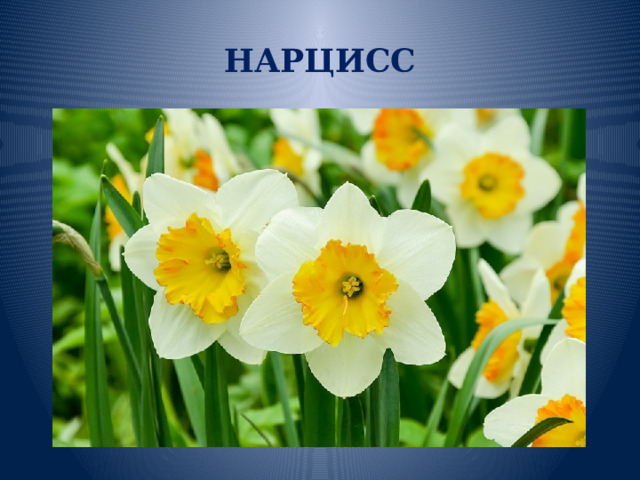 НАРЦИСС 