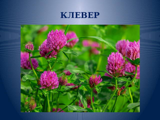 КЛЕВЕР 