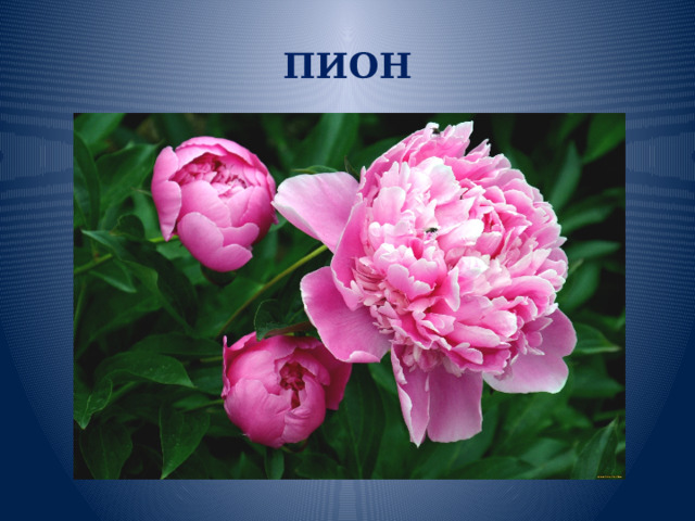 ПИОН 