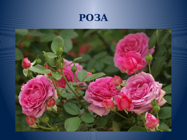 РОЗА 