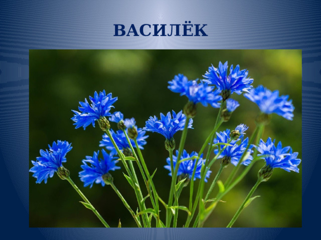 ВАСИЛЁК 