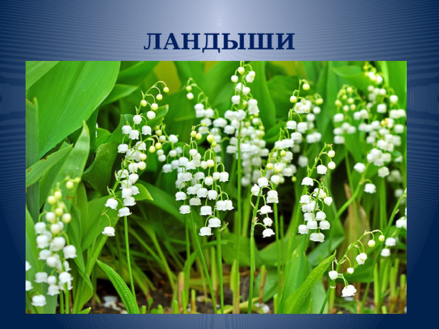 ЛАНДЫШИ 