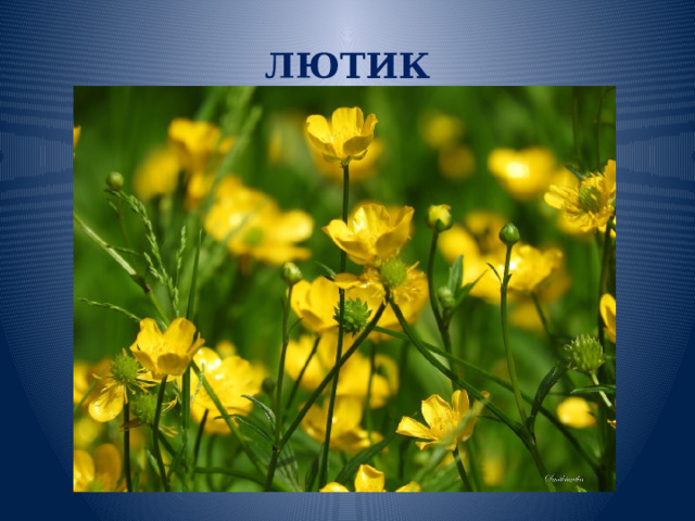 ЛЮТИК 
