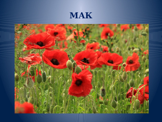 МАК 