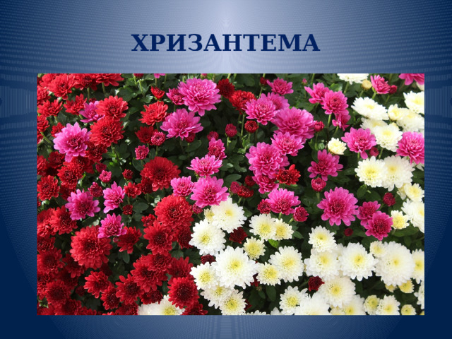 ХРИЗАНТЕМА 