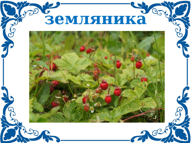 земляника 