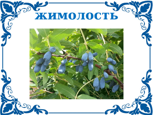 жимолость 