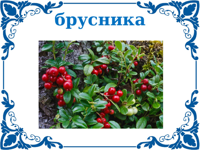 брусника 