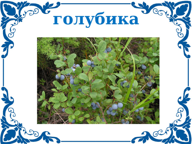 голубика 
