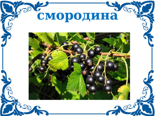 смородина 