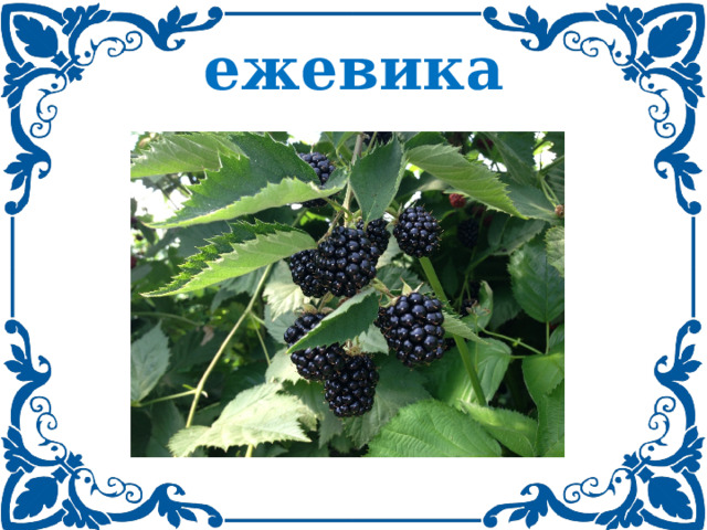 ежевика 
