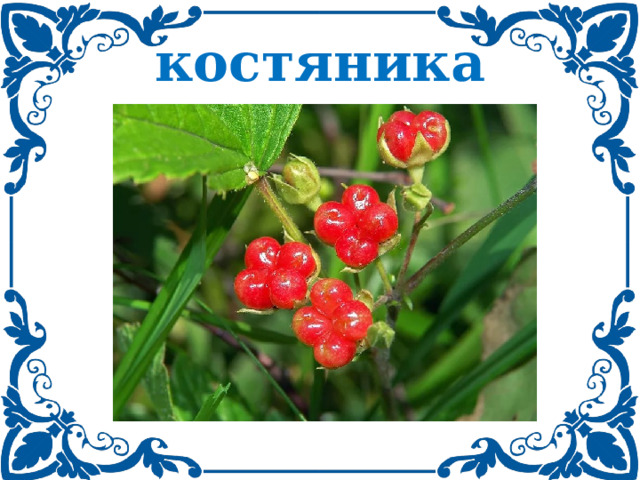 костяника 