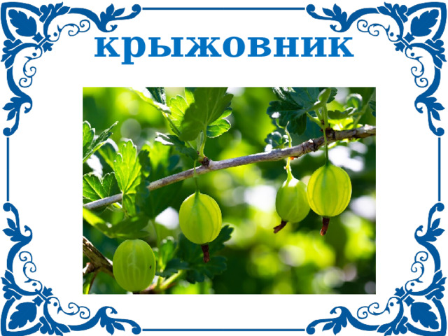 крыжовник 