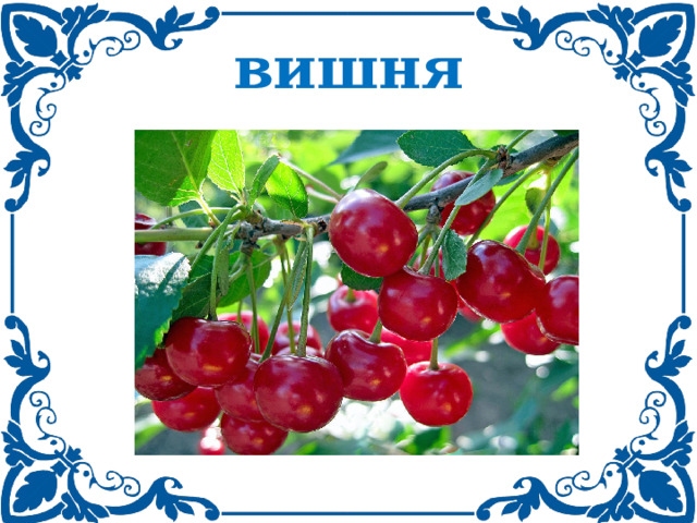 вишня 