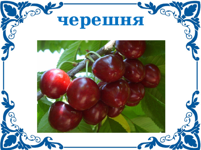 черешня 