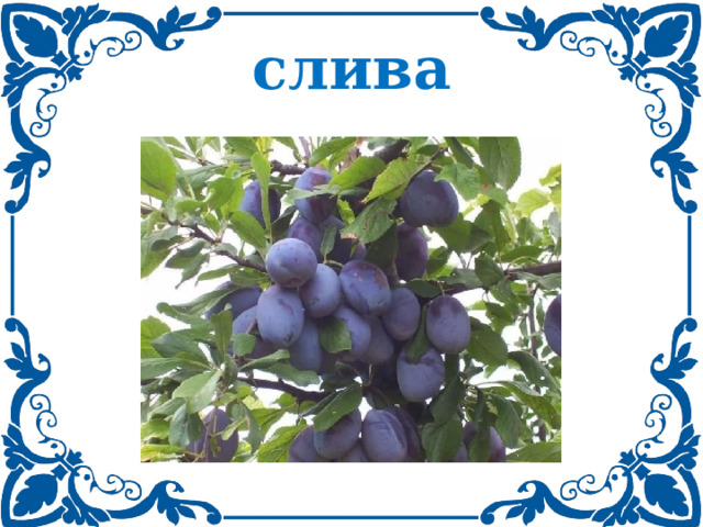 слива 