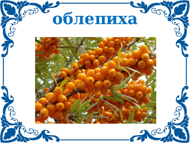 облепиха 