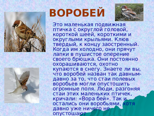 ВОРОБЕЙ  Это маленькая подвижная птичка с округлой головой, короткой шеей, короткими и округлыми крыльями. Клюв твердый, к концу заостренный. Когда им холодно, они прячут лапки в пушистое оперение своего брюшка. Они постоянно охорашиваются, охотно купаются в снегу. Знаете ли вы, что воробей назван так давным-давно за то, что стаи полевых воробьев могли опустошить огромные поля. Люди, разгоняя стаи этих маленьких птичек, кричали: «Вора бей». Так и остались они воробьями, хотя давно уже ничего не опустошают 