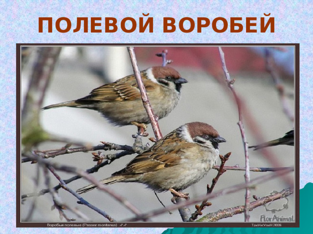 ПОЛЕВОЙ ВОРОБЕЙ 