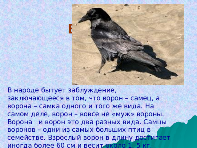 ВОРОН В народе бытует заблуждение, заключающееся в том, что ворон – самец, а ворона – самка одного и того же вида. На самом деле, ворон – вовсе не «муж» вороны. Ворона и ворон это два разных вида. Самцы воронов – одни из самых больших птиц в семействе. Взрослый ворон в длину достигает иногда более 60 см и весит около 1, 5 кг. 