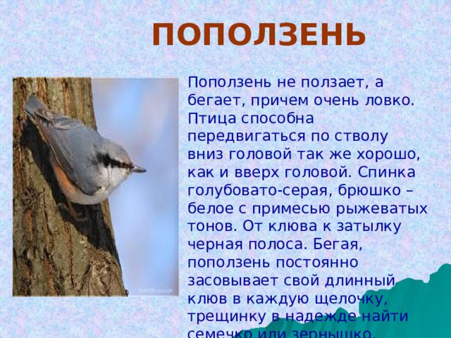    ПОПОЛЗЕНЬ Поползень не ползает, а бегает, причем очень ловко. Птица способна передвигаться по стволу вниз головой так же хорошо, как и вверх головой. Спинка голубовато-серая, брюшко – белое с примесью рыжеватых тонов. От клюва к затылку черная полоса. Бегая, поползень постоянно засовывает свой длинный клюв в каждую щелочку, трещинку в надежде найти семечко или зернышко .  