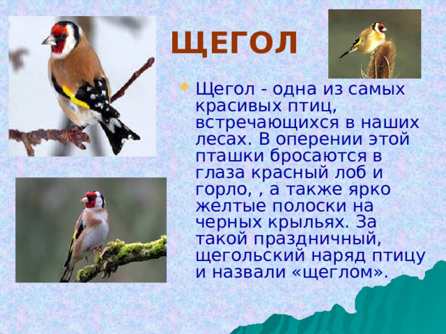 ЩЕГОЛ Щегол - одна из самых красивых птиц, встречающихся в наших лесах. В оперении этой пташки бросаются в глаза красный лоб и горло, , а также ярко желтые полоски на черных крыльях. За такой праздничный, щегольский наряд птицу и назвали «щеглом». 