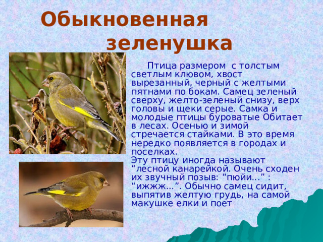  Обыкновенная        зеленушка   Птица размером с толстым светлым клювом, хвост вырезанный, черный с желтыми пятнами по бокам. Самец зеленый сверху, желто-зеленый снизу, верх головы и щеки серые. Самка и молодые птицы буроватые Обитает в лесах. Осенью и зимой стречается стайками. В это время нередко появляется в городах и поселках.  Эту птицу иногда называют “лесной канарейкой. Очень сходен их звучный позыв: “пюйи...” : “ижжж...”. Обычно самец сидит, выпятив желтую грудь, на самой макушке елки и поет .   