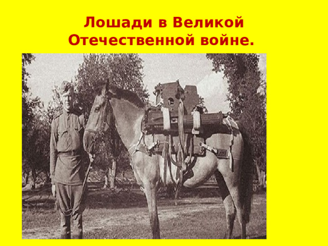 Лошади в Великой Отечественной войне. 