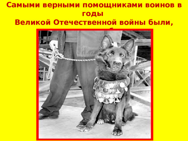 Самыми верными помощниками воинов в годы  Великой Отечественной войны были, конечно, собаки 