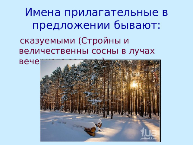 Имена прилагательные в предложении бывают:  сказуемыми (Стройны и величественны сосны в лучах вечернего заката.) 