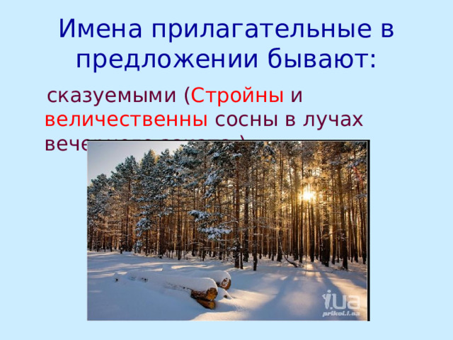 Имена прилагательные в предложении бывают:  сказуемыми ( Стройны и величественны сосны в лучах вечернего заката.) 