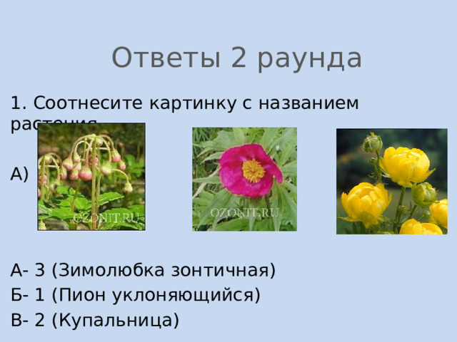  Ответы 2 раунда 1. Соотнесите картинку с названием растения. А) Б ) В) А- 3 (Зимолюбка зонтичная) Б- 1 (Пион уклоняющийся) В- 2 (Купальница) 