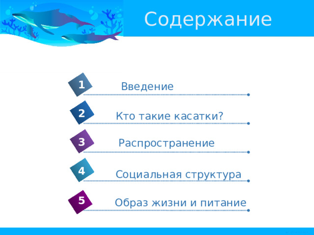 Содержание 1 Введение 2 Кто такие касатки? 3 Распространение 4 Социальная структура 5 Образ жизни и питание 