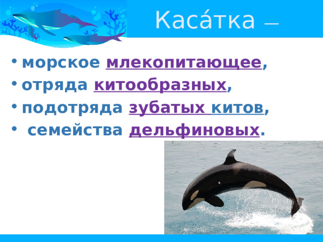 Каса́тка  — морское  млекопитающее , отряда  китообразных , подотряда  зубатых китов ,  семейства  дельфиновых . 