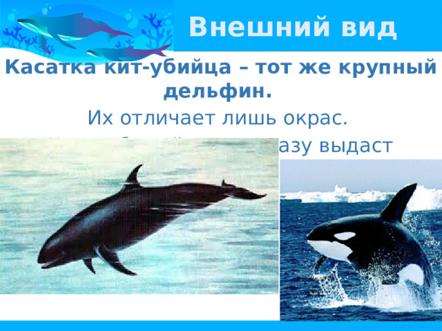Внешний вид Касатка кит-убийца – тот же крупный дельфин. Их отличает лишь окрас. Черно-белый окрас сразу выдаст касатку. 