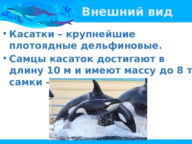 Внешний вид Касатки – крупнейшие плотоядные дельфиновые. Самцы касаток достигают в длину 10 м и имеют массу до 8 т, самки — до 9 м длины. 