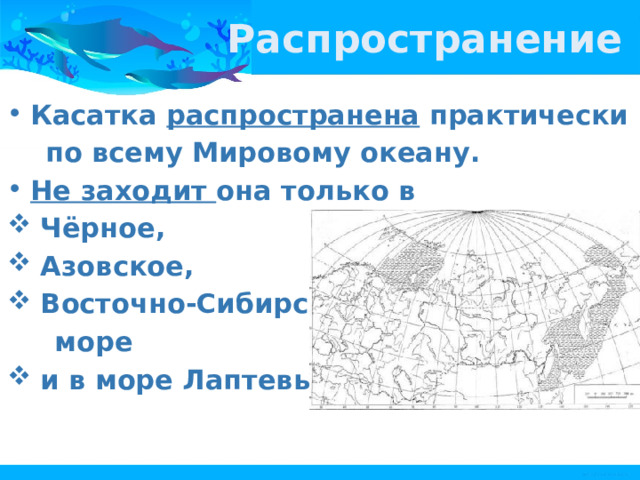 Распространение Касатка распространена практически  по всему Мировому океану. Не заходит она только в  Чёрное,  Азовское,  Восточно-Сибирское  море  и в море Лаптевых. 