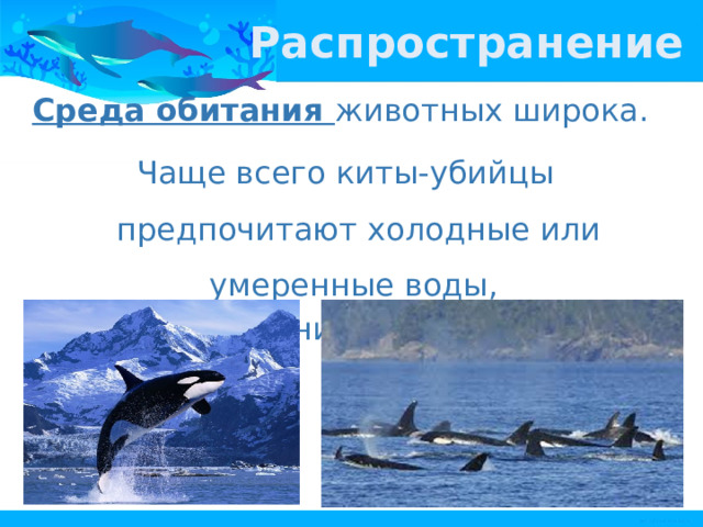 Распространение Среда обитания животных широка. Чаще всего киты-убийцы предпочитают холодные или умеренные воды, но в тропиках они тоже встречаются. 
