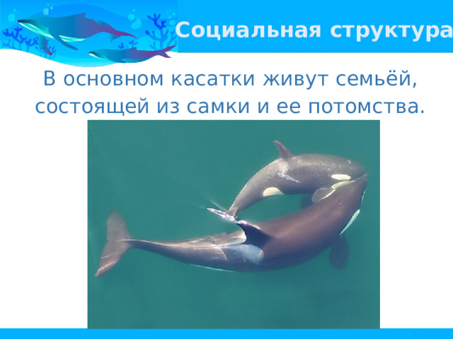Социальная структура В основном касатки живут семьёй, состоящей из самки и ее потомства. 