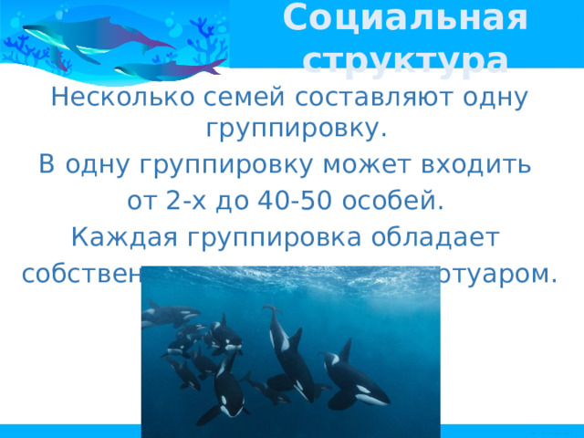 Социальная структура Несколько семей составляют одну группировку. В одну группировку может входить от 2-х до 40-50 особей. Каждая группировка обладает собственным вокальным репертуаром. 