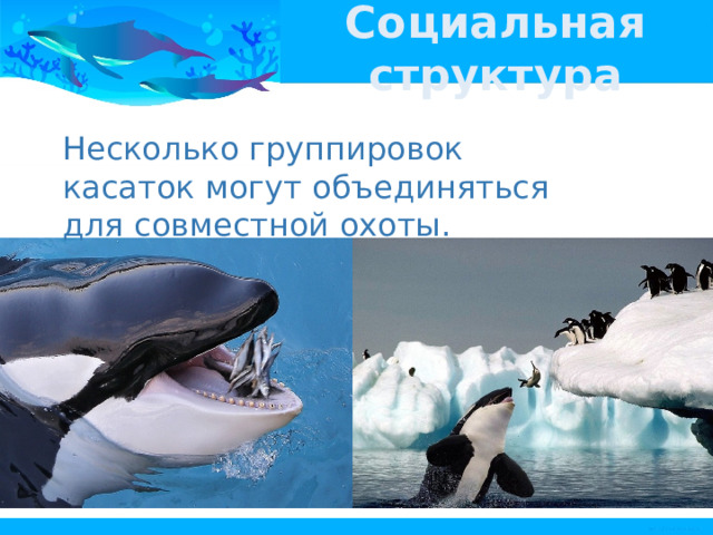 Социальная структура Несколько группировок касаток могут объединяться для совместной охоты. 