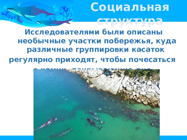 Социальная структура Исследователями были описаны необычные участки побережья, куда различные группировки касаток регулярно приходят, чтобы почесаться о камни, покрывающие дно. 