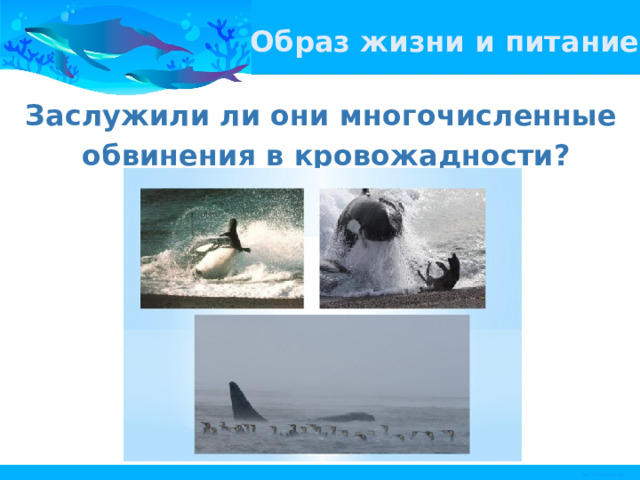 Образ жизни и питание Заслужили ли они многочисленные обвинения в кровожадности? 