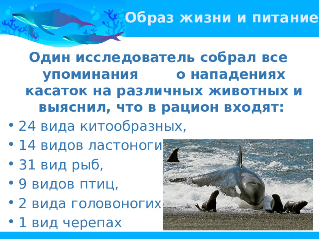 Образ жизни и питание Один исследователь собрал все упоминания о нападениях касаток на различных животных и выяснил, что в рацион входят: 24 вида китообразных, 14 видов ластоногих, 31 вид рыб, 9 видов птиц, 2 вида головоногих, 1 вид черепах 