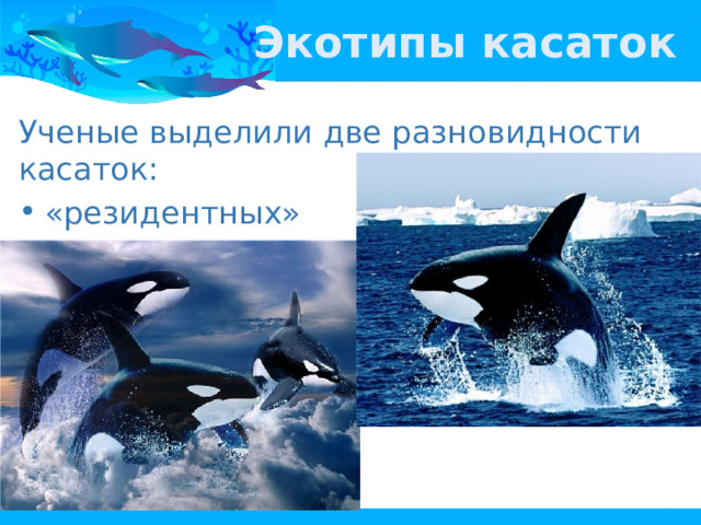 Экотипы касаток Ученые выделили две разновидности касаток: «резидентных» «транзитных». 