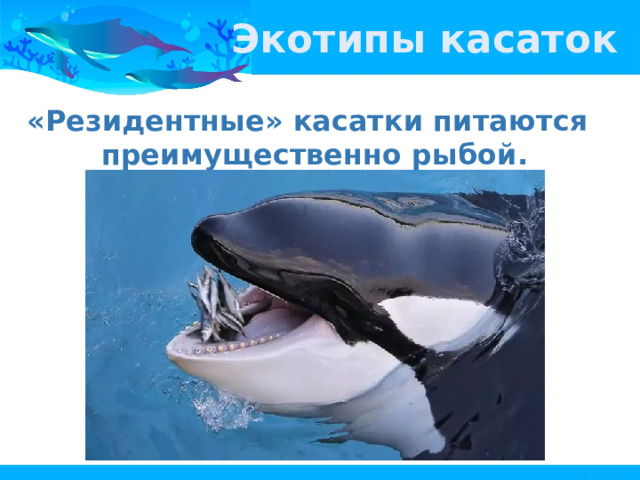 Экотипы касаток «Резидентные» касатки питаются преимущественно рыбой. 