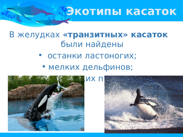 Экотипы касаток В желудках «транзитных» касаток были найдены  останки ластоногих; мелких дельфинов; морских птиц.  