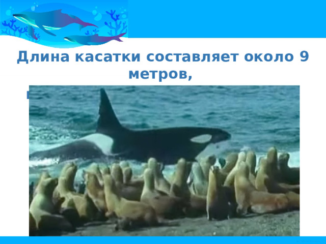 Длина касатки составляет около 9 метров, и она легко настигает тюленей. 